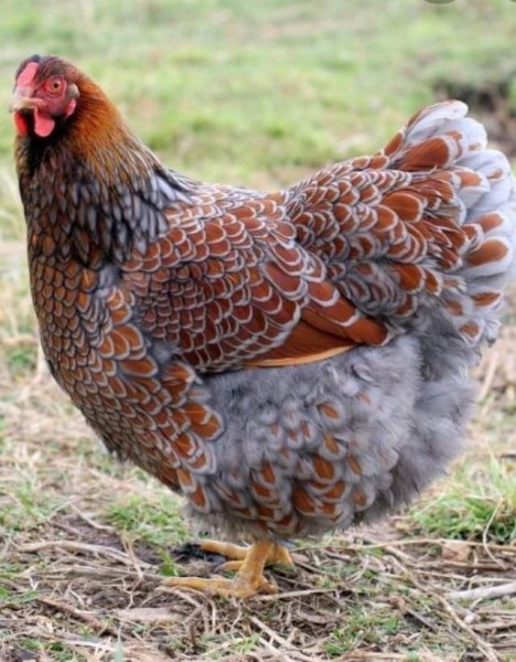 🐔🐔🐔  POULTRY FARM WORKER REQUIRED 