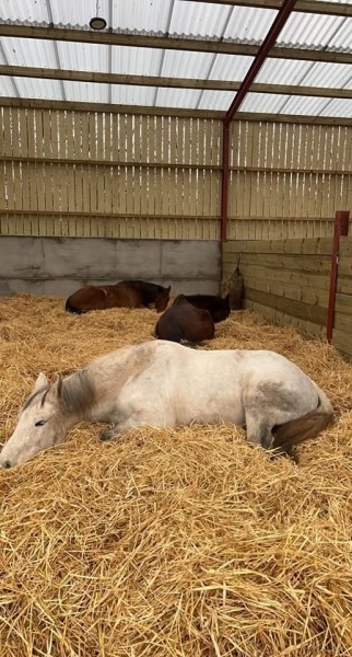 Equine are hiring