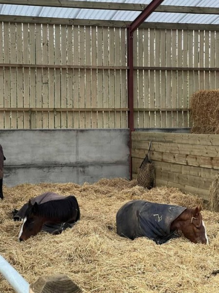  STABLE HAND REQUIRED