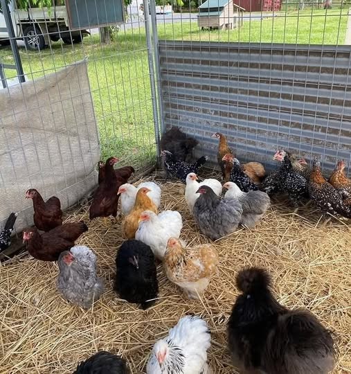   PART TIME POULTRY WORKER REQUIRED 